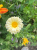 Календула лекарственная многолетняя (лат. Calendula officinalis), семена 50 шт