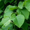 Липа кавказская (лат. Tilia caucasica), семена