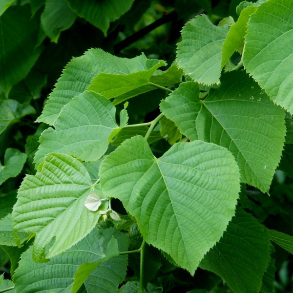 Липа кавказская (лат. Tilia caucasica), семена