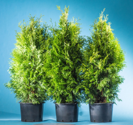 Туя западная Брабант (лат. Thuja occidentalis 'Brabant'), семена
