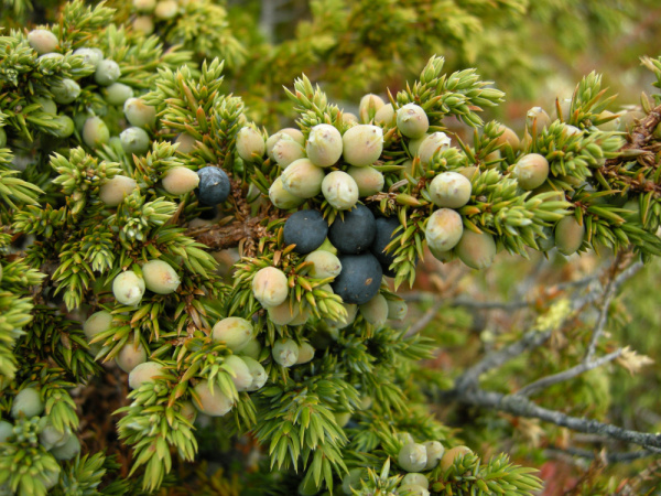 Juniperus_communis_ssp_alpina