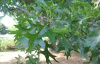 Дуб болотный (лат. Quercus palustris), сеянец, 3 шт 