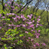 Рододендрон Шлиппенбаха ф.розовая (Rhododendron schlippenbachii f.rosea), семена 0,05 грамм