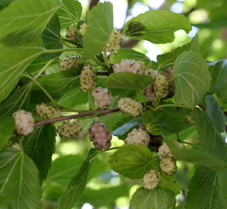 Шелковица белая (лат.Morus alba), семена
