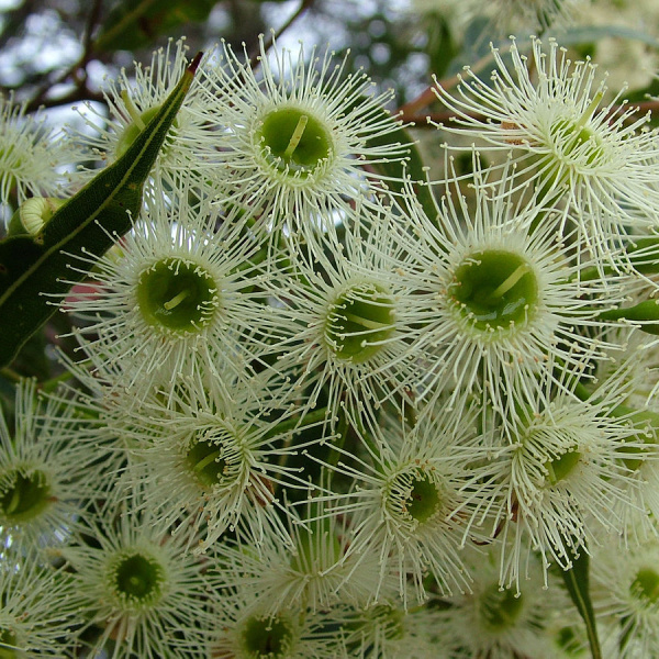 Эвкалипт красный лесной (лат. Eucalyptus tereticornis), семена