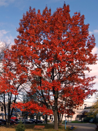 Дуб красный (лат. Quercus rubra), сеянец, 3 шт 