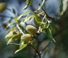 Миндаль трехлопастный, или луизеания трехлопастная (лат. Prunus triloba), семена
