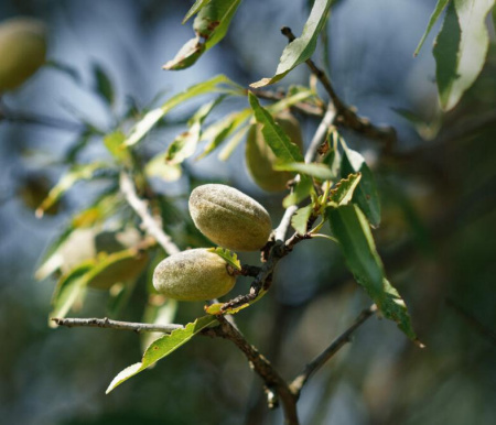 Миндаль трехлопастный, или луизеания трехлопастная (лат. Prunus triloba), семена