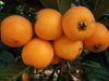Мушмула германская (лат. Mespilus germanica), семена