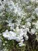 Экзохорда кистистая (лат. Exochorda racemosa), семена 
