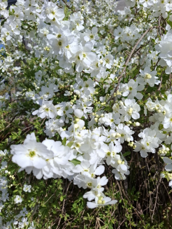 Экзохорда кистистая (лат. Exochorda racemosa), семена 