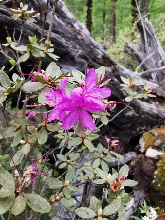 Рододендрон мелколистный (лат. Rhododendron parvifolium), семена 0,02 грамма