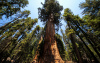 Секвойя вечнозеленая (лат. Sequoia sempervirens), семена 0,2 грамма