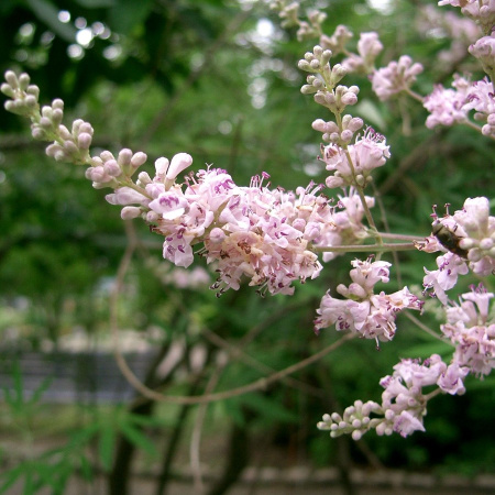 Витекс священный, или или Прутняк обыкновенный розовый (лат. Vitex agnus-castus)