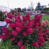 Гортензия метельчатая Самарская Лидия (лат. Hydrangea paniculata 'Samarskaya Lidiya')
