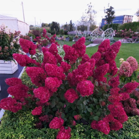 Гортензия метельчатая Самарская Лидия (лат. Hydrangea paniculata 'Samarskaya Lidiya')