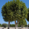 Платан кленолистный, или гибридный (лат. Platanus × hispanica), семена 