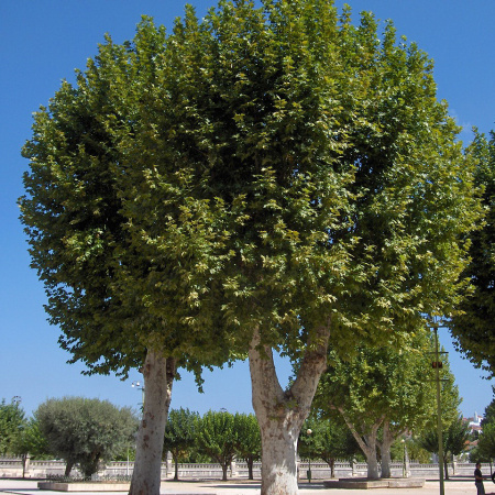 Платан кленолистный, или гибридный (лат. Platanus × hispanica), семена 