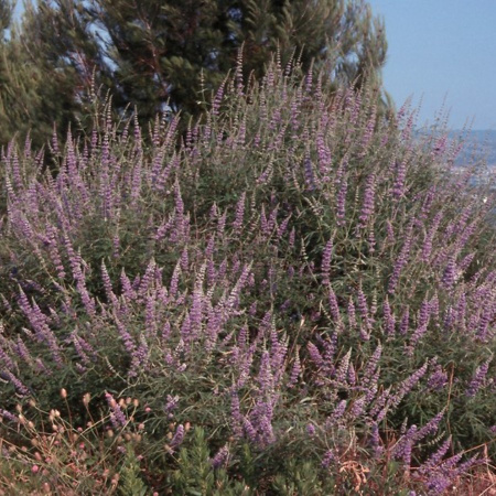 Витекс священный, или или Прутняк обыкновенный розовый (лат. Vitex agnus-castus)
