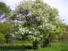 Боярышник алтайский (лат. Crataegus altaica), семена