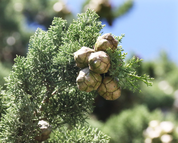 Кипарис вечнозелёный (лат. Cupressus sempervirens), семена
