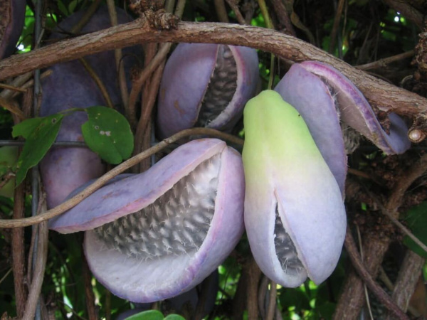 Акебия пятерная (лат. Akebia quinata), семена
