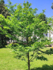 Магнолия кобус (лат. Magnolia kobus), семена