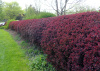 Барбарис тунберга Атропурпуреа (лат. Berberis thunbergii 'Atropurpurea'), семена
