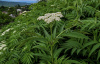 Бузина травянистая (лат. Sambucus ebulus), в ягодах