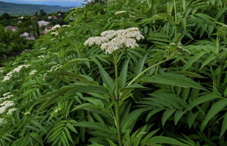 Бузина травянистая (лат. Sambucus ebulus), в ягодах