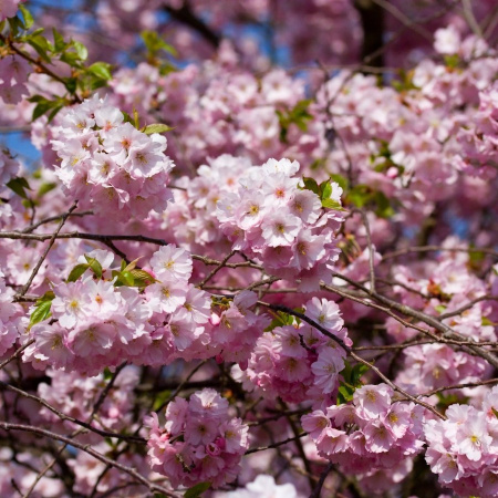 Вишня сахалинская, или Вишня Саржента "Сахалинская сакура" (лат. Prunus sachalinensis), семена 