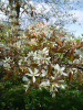 Ирга канадская (лат. Amelanchier canadensis), семена