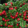 Кизильник Даммера (лат. Cotoneaster dammeri), семена
