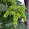 Айлант высочайший  (лат. Ailanthus altissima), семена