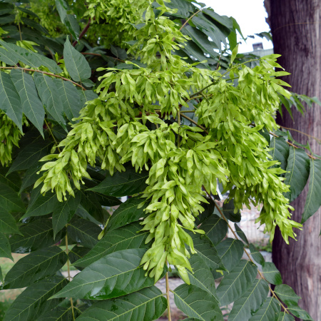 Айлант высочайший  (лат. Ailanthus altissima), семена