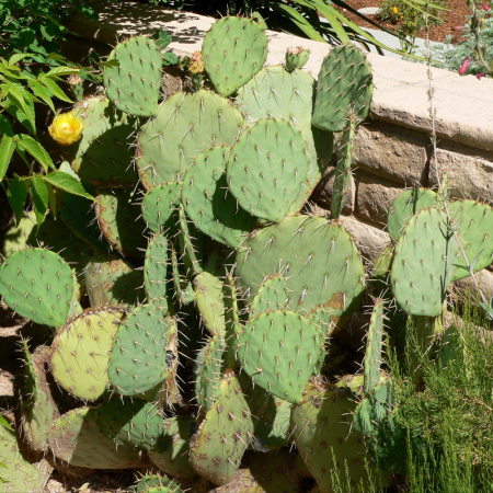 Кактус Опунция Энгельмана (лат. Opuntia engelmannii), семена 0,2 грамма