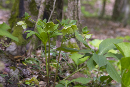 Морозник кавказский (лат. Helleborus caucasicus), семена