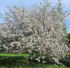 Яблоня сибирская, или ягодная (лат. Malus baccata), семена