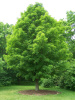 Клен сахарный (лат. Acer saccharum), семена