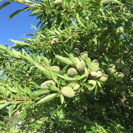 Миндаль сладкий, или Миндаль обыкновенный (лат. Prunus dulcis) 10 шт, семена