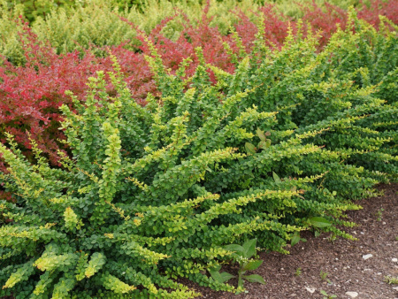 Барбарис тунберга (лат. Berberis thunbergii), семена