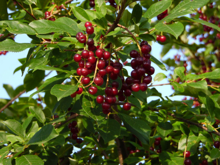 Черемуха виргинская (лат. Padus virginiana), семена