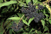Бузина травянистая (лат. Sambucus ebulus), в ягодах