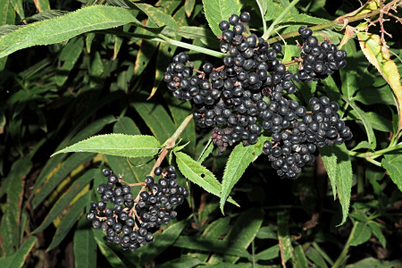 Бузина травянистая (лат. Sambucus ebulus), в ягодах