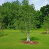 Береза бумажная (лат. Betula apyrifera), семена 
