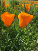 Мак калифорнийский эшшольция микс (лат. Eschscholzia californica), 100 штук