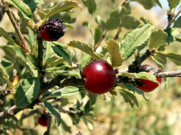 Вишня красноплодная (лат. Cerasus erythrocarpa), семена