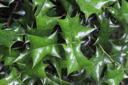 Падуб рогатый (лат. Ilex cornuta), семена