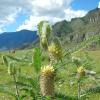Астрагал лисохвостный (лат. Astragalus alopecurus), семена 