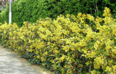 Магония падуболистная (лат. Mahonia aquifolium), семена